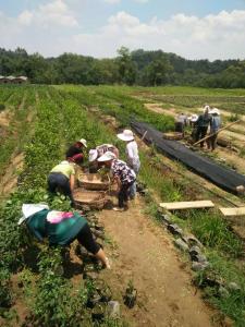 工人起营养杯春见苗