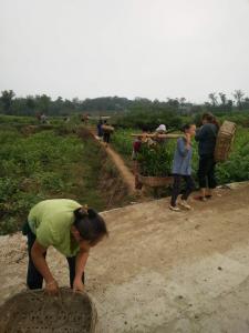 工人起营养杯春见苗