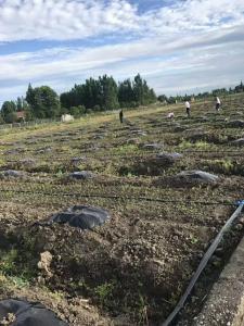 工人正在栽种春见小苗​