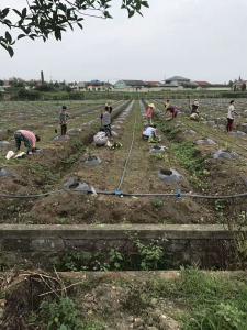 工人正在栽种春见小苗​