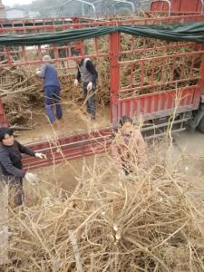 蒲江客户订购红橘桩头