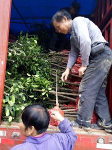 湖南客户订购红桔苗