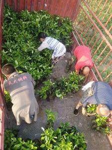 绵阳客户订购三红柚苗