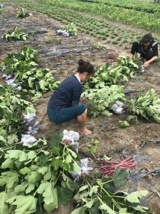 内江客户订购无花果苗