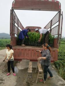 蒲江客户订购春见苗和大雅苗