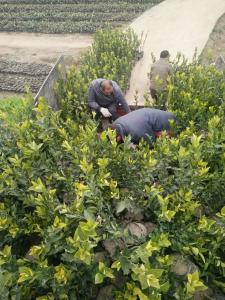 贵州客户订购春见苗