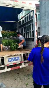 云南客户订购柠檬苗