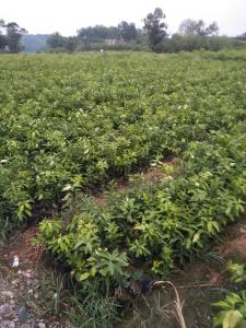 爱媛38号柑橘苗