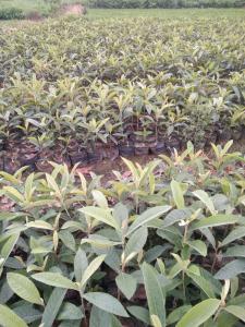 ​​枇杷苗种植基地​