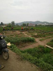 柑橘苗种植基地