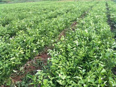 柑橘苗种植基地