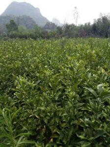 柑橘苗种植基地