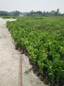 柑橘杯苗种植基地